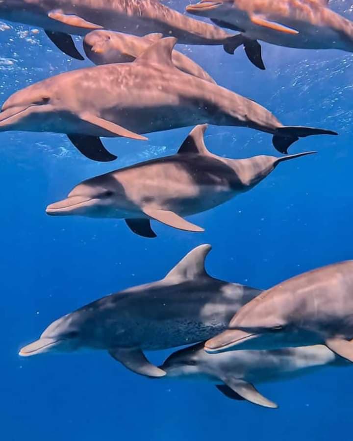 Mnemba Island
